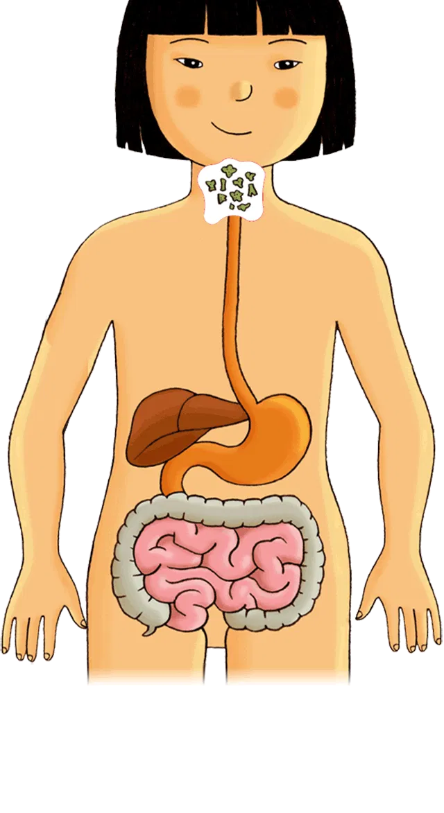 人体消化系统示意图